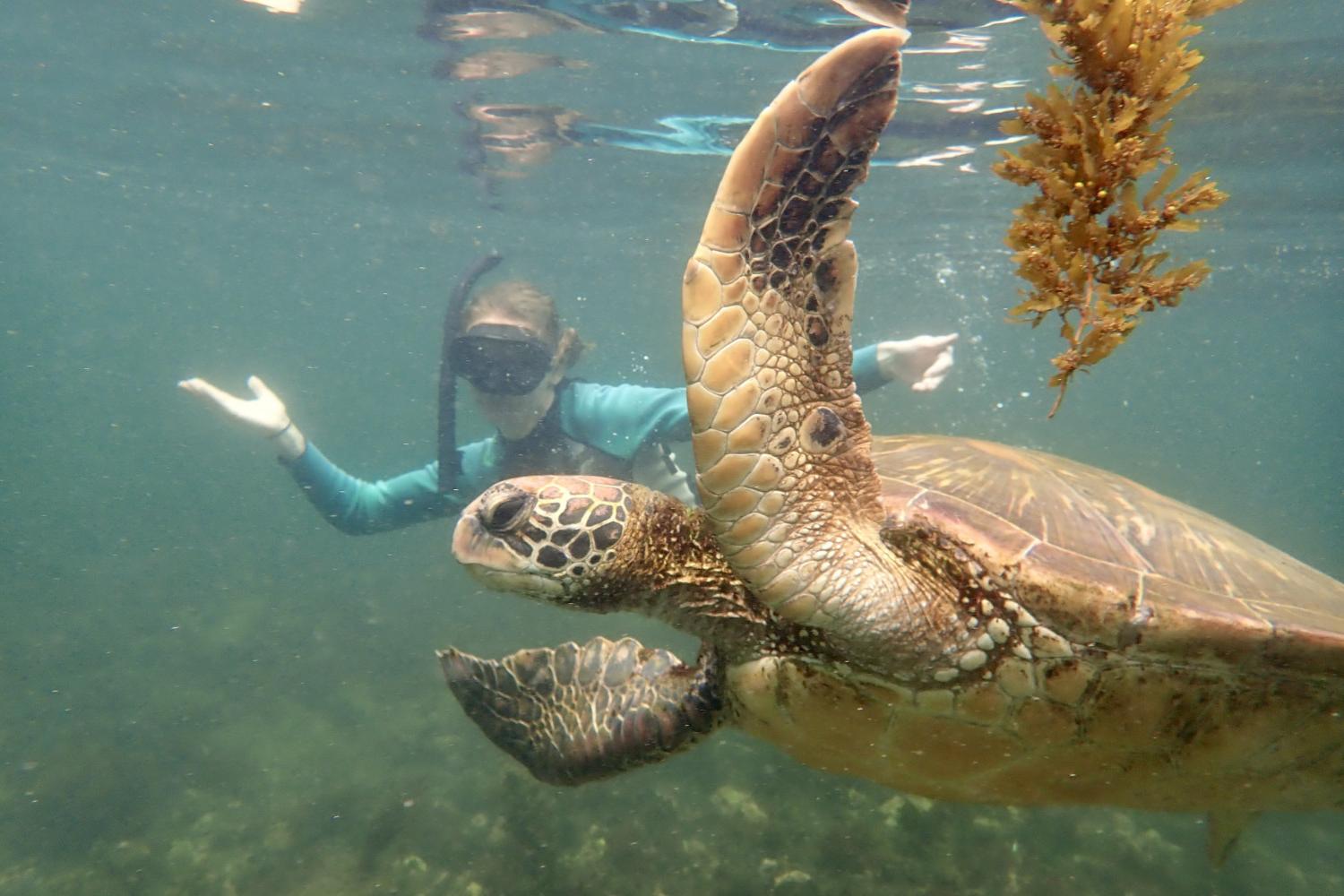 一名<a href='http://mgj2.spreadcrushers.com'>bv伟德ios下载</a>学生在Galápagos群岛游学途中与一只巨龟游泳.